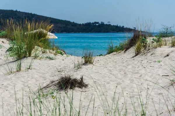 Zandstrand Met Groeiend Gras Anf Blauwe Hemel — Stockfoto