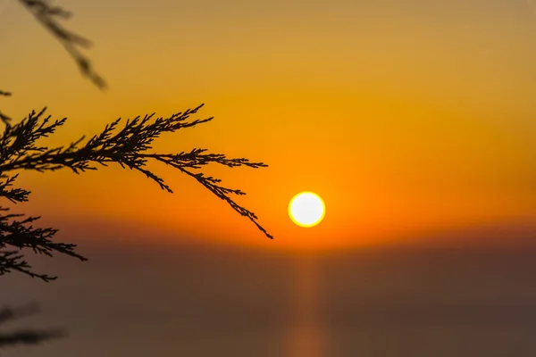 Pôr Sol Incrível Com Ramos Macios Finos — Fotografia de Stock