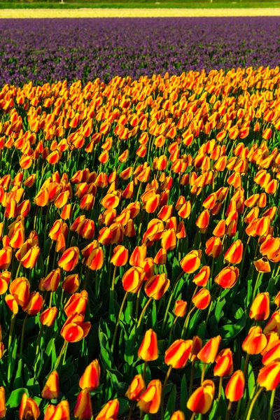 Nanılmaz Renkli Çiçek Açan Çiçekler Alan Yakın Çekim — Stok fotoğraf