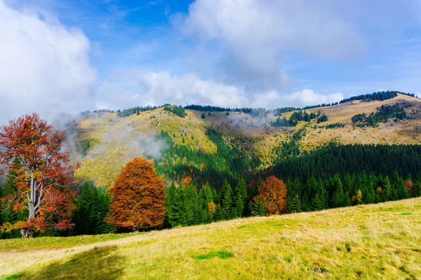 Niesamowity Widok Natura Drzew Pochmurnego Nieba Tło — Zdjęcie stockowe