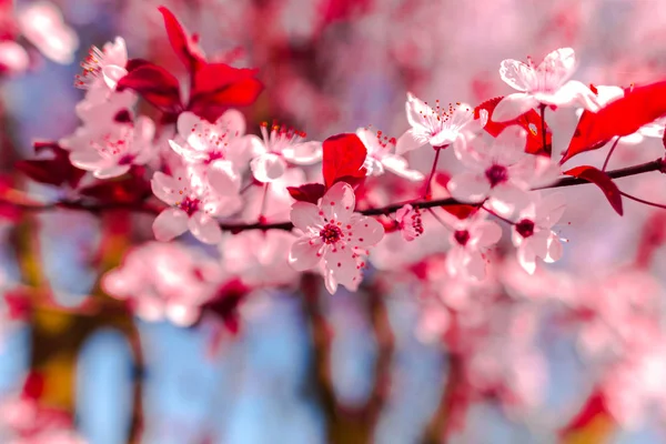 Primo Piano Incredibili Fiori Colorati Fiore — Foto Stock