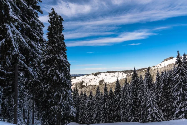 Increíble Vista Naturaleza Con Pinos Cielo Nublado — Foto de Stock