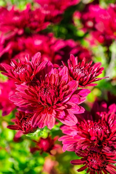 Primer Plano Flor Colores Increíbles — Foto de Stock
