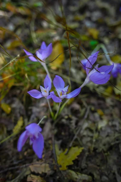 小さな紫咲く野生の花のショットを閉じる — ストック写真