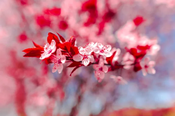 Primo Piano Incredibili Fiori Colorati Fiore — Foto Stock