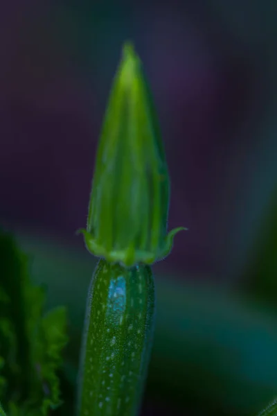 Bulanık Arka Planda Olgun Yeşil Biber — Stok fotoğraf