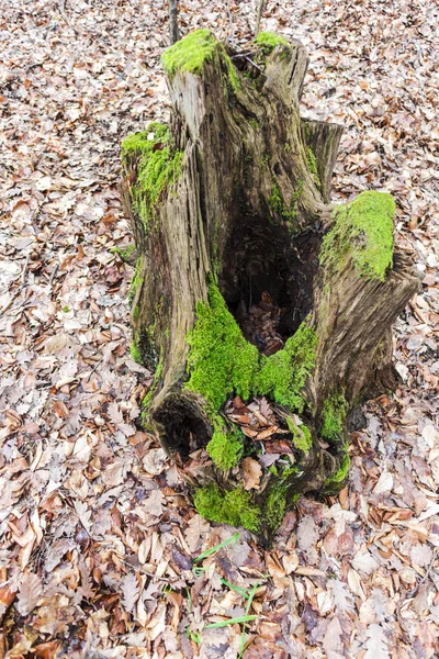 Árbol Viejo Cubierto Musgo Verde Prado Del Bosque Otoño — Foto de Stock