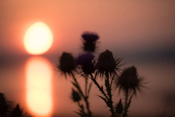 Квіти Розмитим Драматичним Заходом Сонця Фоні — стокове фото