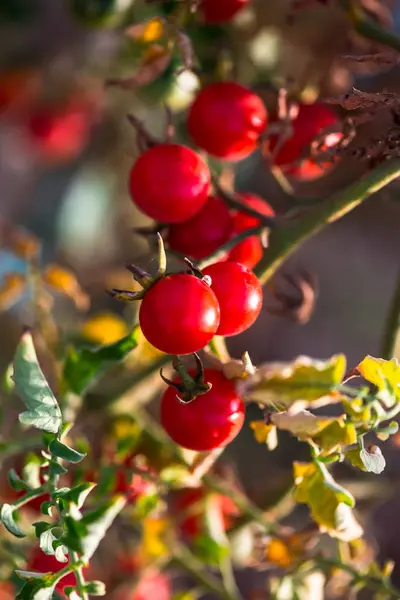 Close Cherry Tomatoes Blurred Background — Stock Photo, Image