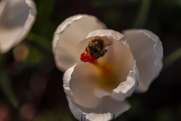 Закрыть Удивительный Цветущий Цветок Пчелой Внутри — стоковое фото