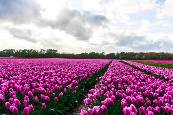 Vista Panoramica Tulipani Rosa Campo Fiorito Sotto Cielo Nuvoloso — Foto Stock