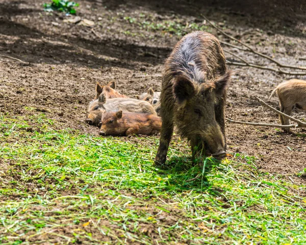 有趣的小野猪在森林草地上 — 图库照片
