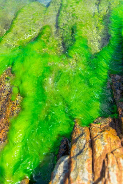 Ποταμός Πράσινα Βρύα — Φωτογραφία Αρχείου