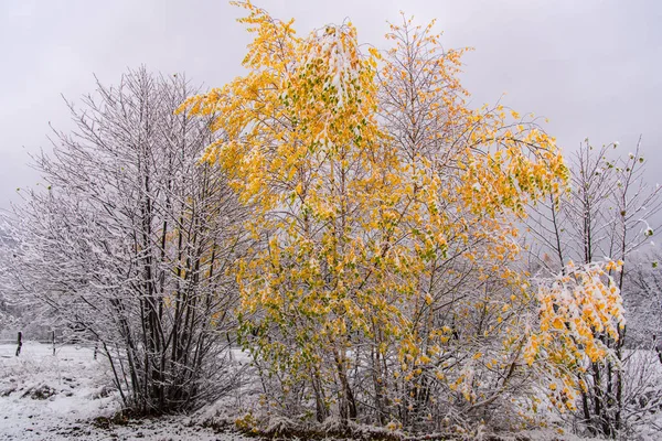 Fantastisk Natur Visa Snöiga Träd Och Molnig Himmel Bakgrund — Stockfoto