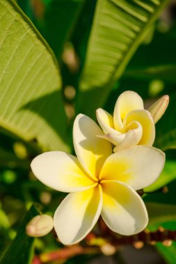 Şaşırtıcı ihale çiçek açan çiçekler yakın çekim