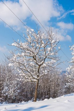 Karlı ağaçlar şaşırtıcı Doğa Manzaralı