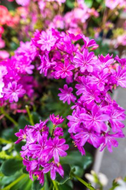 İnanılmaz renkli çiçek açan çiçekler yakın çekim