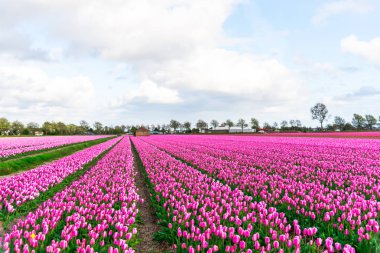 Pembe lale çiçek alan bulutlu gökyüzü altında yeşil ağaçlar ile doğal görünümünü
