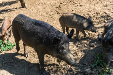 Komik küçük domuzu orman çayır üzerinde