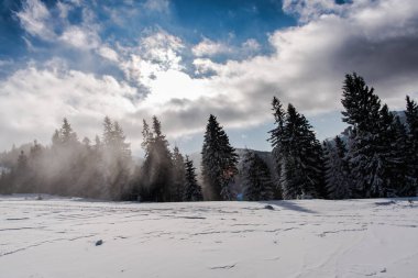 Çam ağaçları ve bulutlu gökyüzü arka plan şaşırtıcı doğa manzaralı