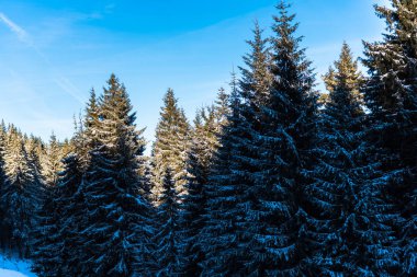 Çam ağaçları ve bulutlu gökyüzü arka plan şaşırtıcı doğa manzaralı