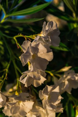 İnanılmaz renkli çiçek açan çiçekler yakın çekim 