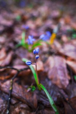 Orman katta erken ilkbaharda büyüyen vahşi bahar çiçek