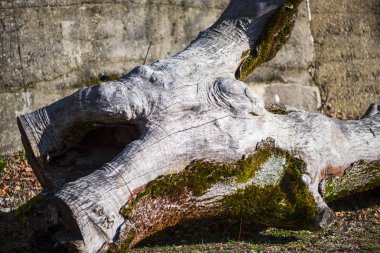eski ahşap kütük yakın 