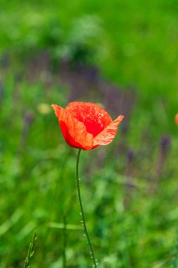 İnanılmaz renkli çiçek açan çiçek yakın çekim