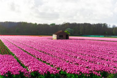 Pembe lale çiçek bulutlu gökyüzü altında alan doğal görünümünü