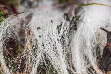 bir örümceğin yakın çekim