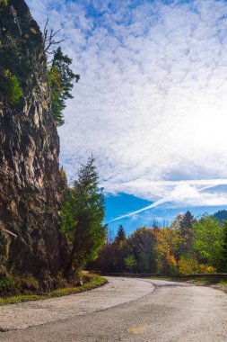 dağlarda ağaç ve ağaçlar
