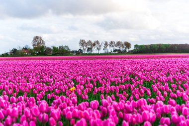 Pembe lale çiçek bulutlu gökyüzü altında alan doğal görünümünü