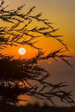 İnce tüylü dalları ile şaşırtıcı günbatımı