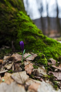 İnanılmaz renkli kış çiçek açan çiçek yakın çekim