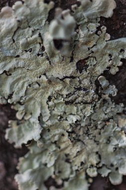 Bulanık arka plan seçici odağında kalıp