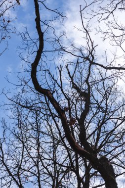 Mavi gökyüzüne karşı çıplak ağaçlar