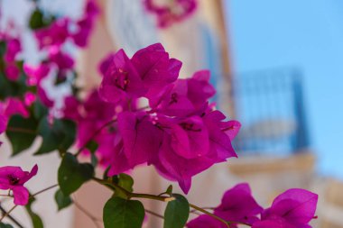 canlı pembe çiçek açan çiçekler atış kapatmak