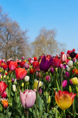 İnanılmaz renkli çiçek açan çiçekler yakın çekim