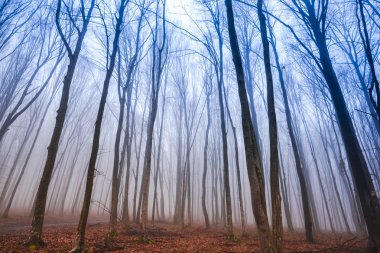 Çıplak ağaçlar ve dalları sonbahar ormandaki