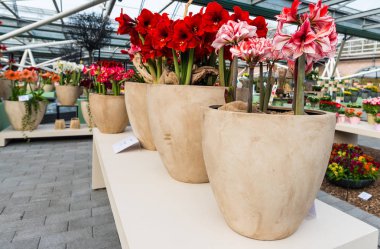 İnanılmaz renkli çiçek açan çiçekler yakın çekim