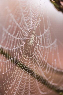 Sihirli örümcek ağı üzerinde arka plan bulanık