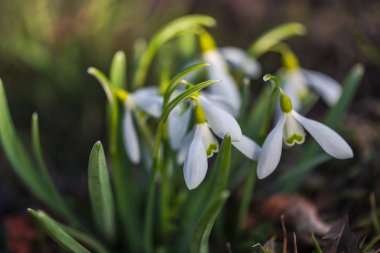 Şaşırtıcı ihale çiçek açan çiçekler yakın çekim