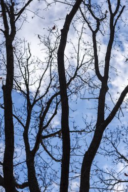 Mavi gökyüzüne karşı çıplak ağaçlar