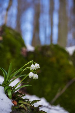İnanılmaz renkli çiçek açan kış yakın çiçek