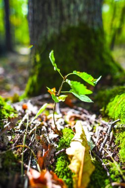 Yeşil yapraklar yakın. 
