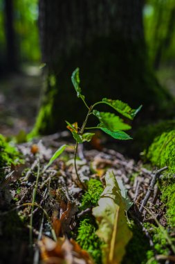 İlkbaharda ormanın içinde