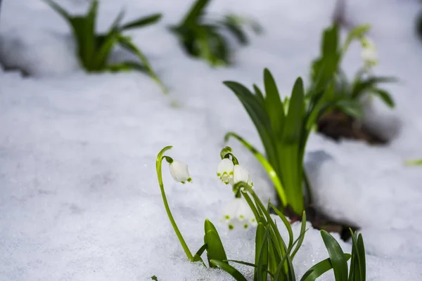 Zbliżenie Niesamowite Kolorowe Zimy Kwitnący Kwiat — Zdjęcie stockowe