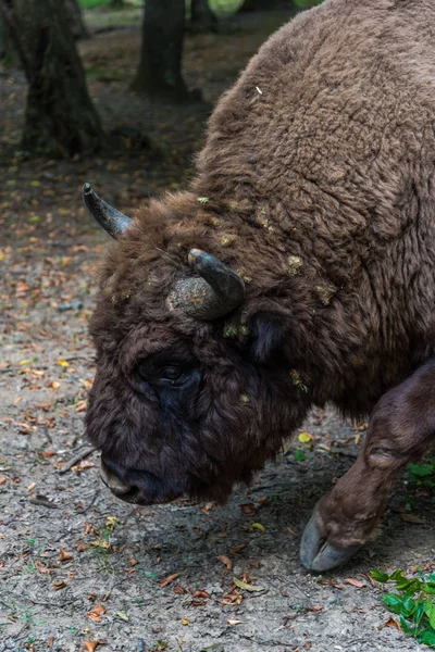 Énorme Bison Arrière Plan Prairie Forestière — Photo