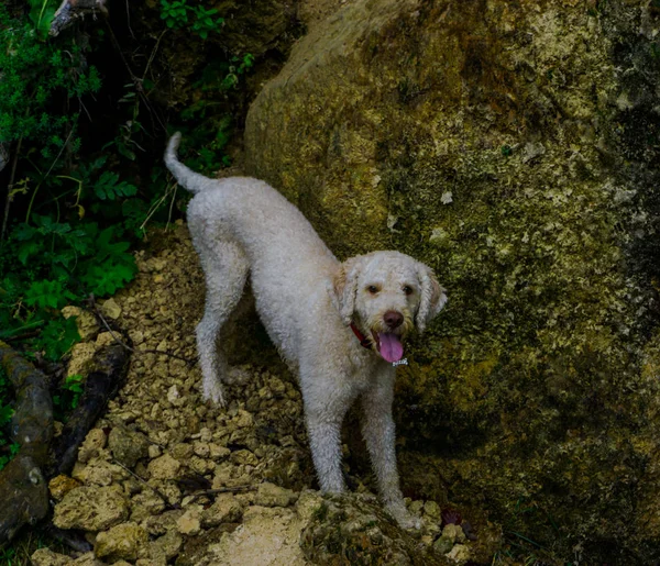 dog enjoying Waterfall in carpathian mountains, Romania